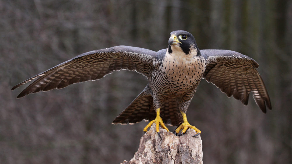 The National bird of Qatar is Falcon