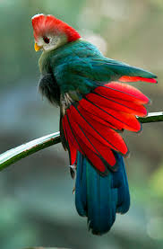 Turaco Pics