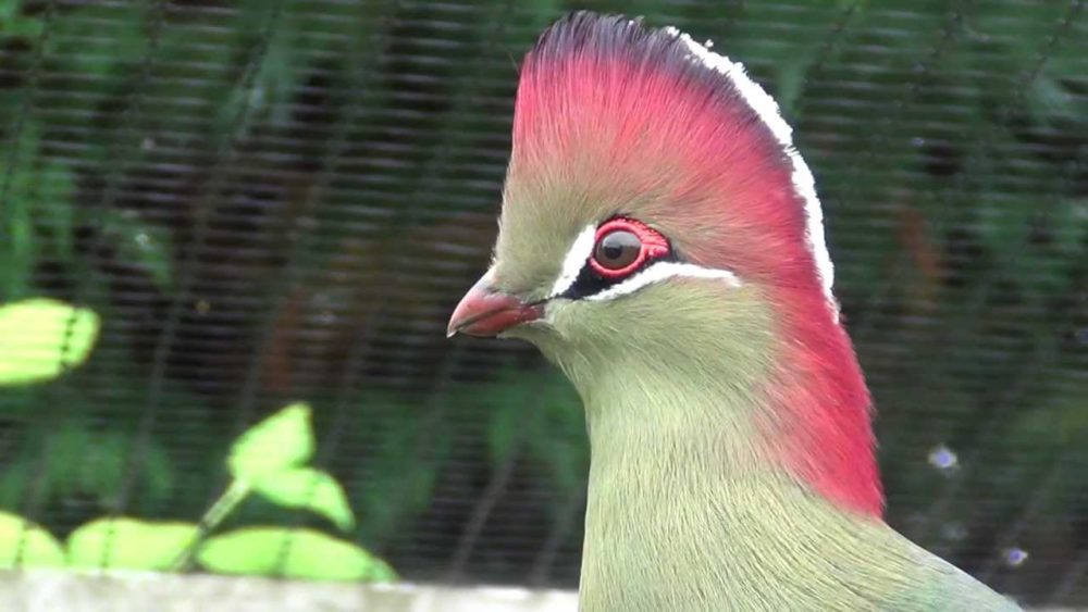 Turaco Picture