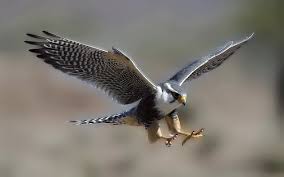 Falcon Picture