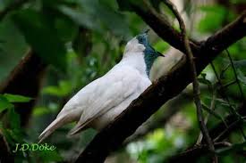 picture of Bare-throated Bellbird