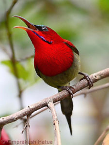 picture of Crimson Sunbird 