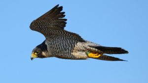 picture of Falcon 