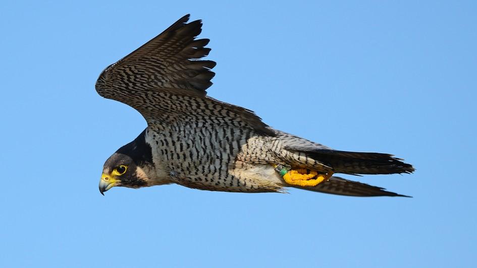 picture of Falcon