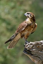 picture of Falcon