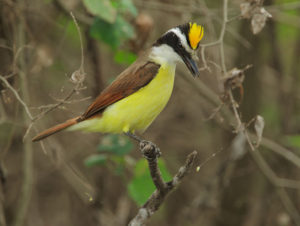 picture of Great Kiskadee 