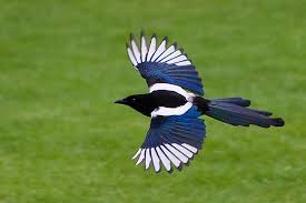 picture of Korean Magpie