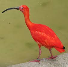 picture of Scarlet Ibis