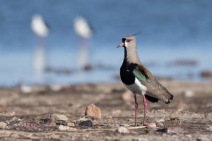 picture of Southern Lapwing