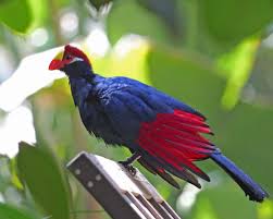 picture of Turaco
