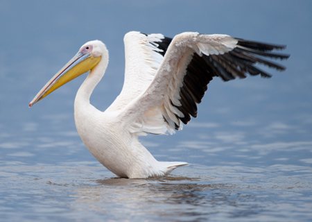 picturev of Great White Pelican