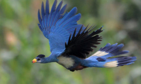 Turaco is the National Bird Of Switzerland