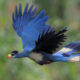 Turaco is the National Bird Of Switzerland