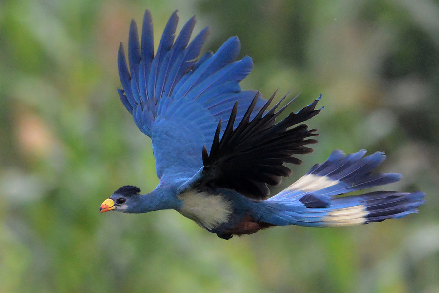 Turaco is the National Bird Of Switzerland