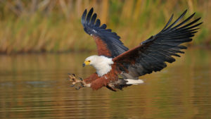 African Fish Eagle pics