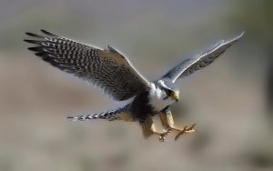 Falcon Pics