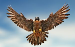 Falcon Picture