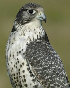 Gyrfalcons Pics