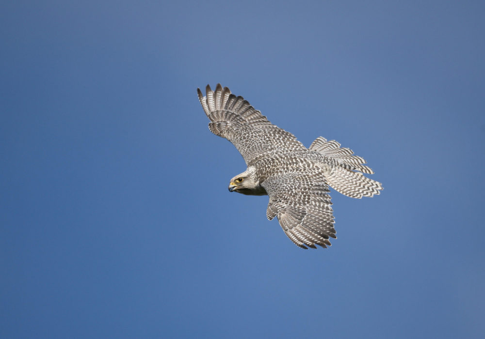 Gyrfalcons Picture