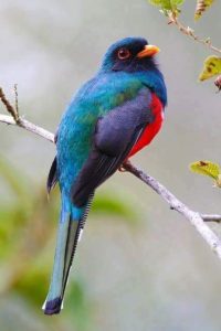 Hispaniolan Trogon Pics