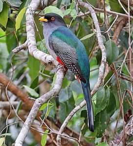 Hispaniolan Trogon Picture