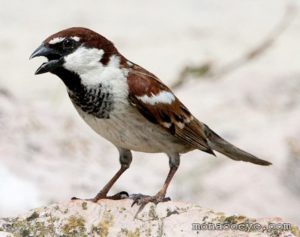 Italian Sparrow Pics