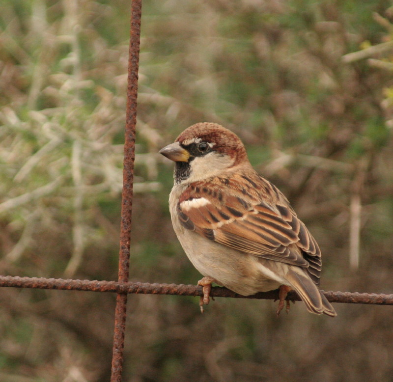 Italian Sparrow Picture