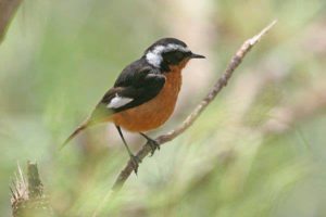 Moussier's redstart PicS