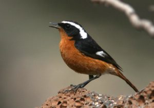 Moussier's redstart Picture