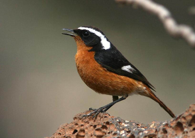 Moussier’s redstart picture