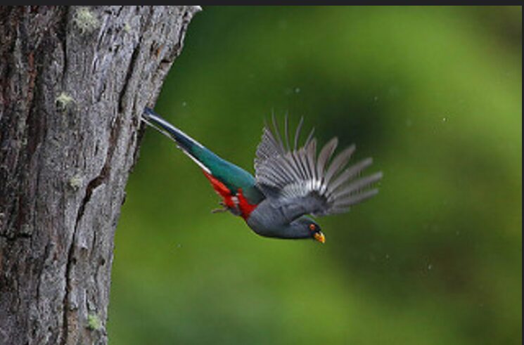 National Bird Of Haiti