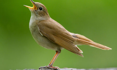 National Bird Of Iran