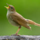 National Bird Of Iran