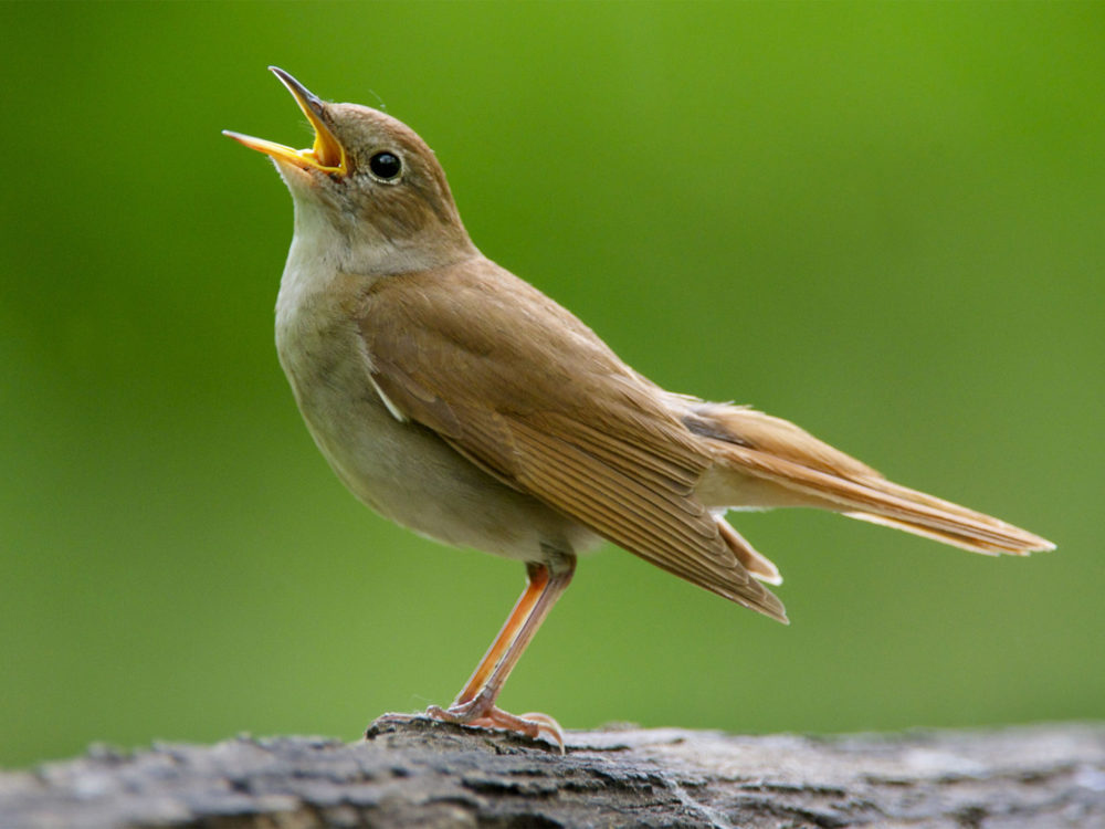 Nightingale Bird Facts