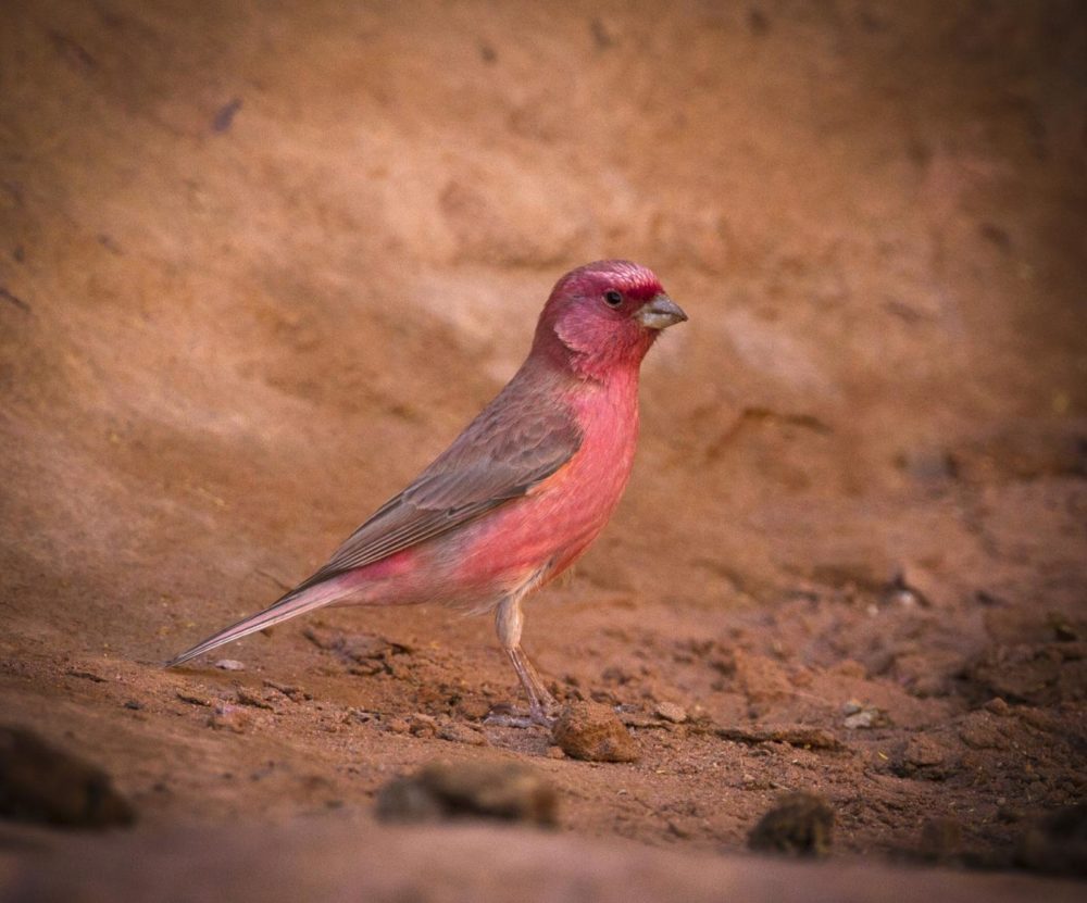 National Bird Of Jordan