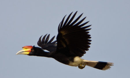 National Bird Of Malaysia