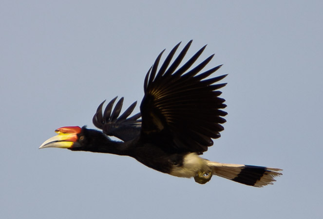 National Bird Of Malaysia