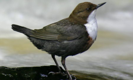 National Bird Of Norway