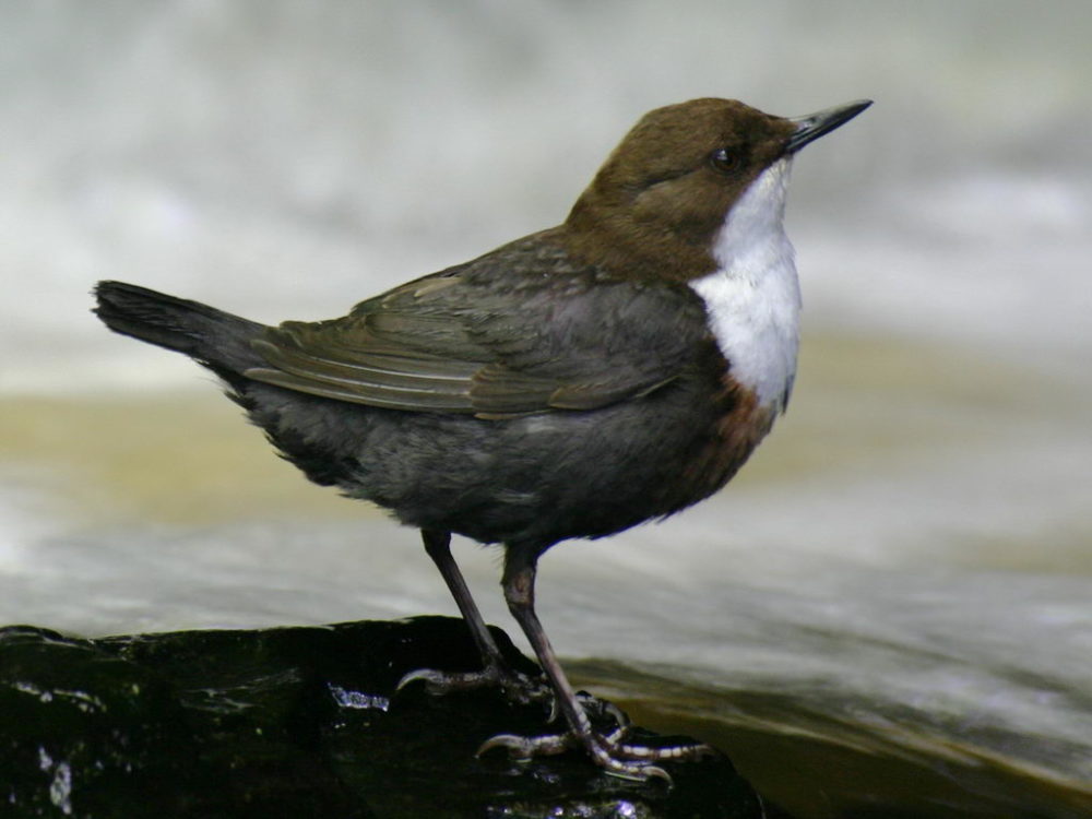 National Bird Of Norway