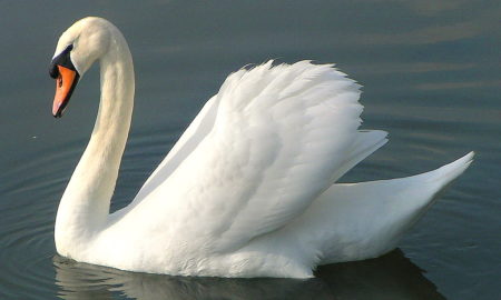 National Bird Of Ukraine