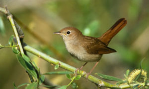 Nightingale Pics