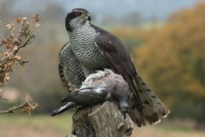 Northern Goshawk Pics