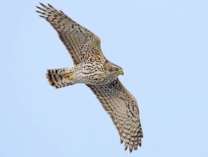 Northern Goshawk Picture