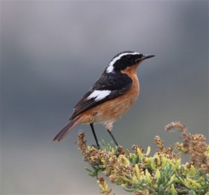 PICTURE OF Moussier's redstart 