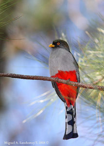 Picture Hispaniolan Trogon