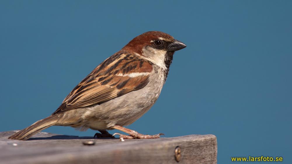 Picture of Italian Sparrow