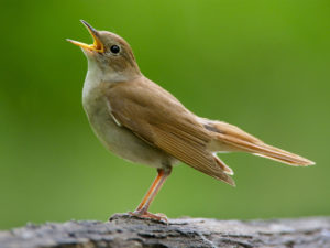 Picture of Nightingale