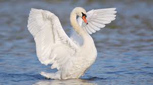 Picture of Swan 