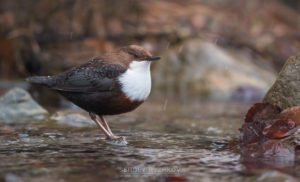 Picture of White-throated Dipper 