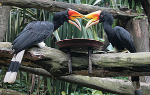 Rhinoceros hornbill Pics